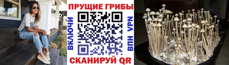 закладка  Вяземский  Галлюциногенные грибы Magic Shrooms 